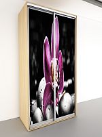 Шкаф-купе Экспресс Фото Дуо Орхидея